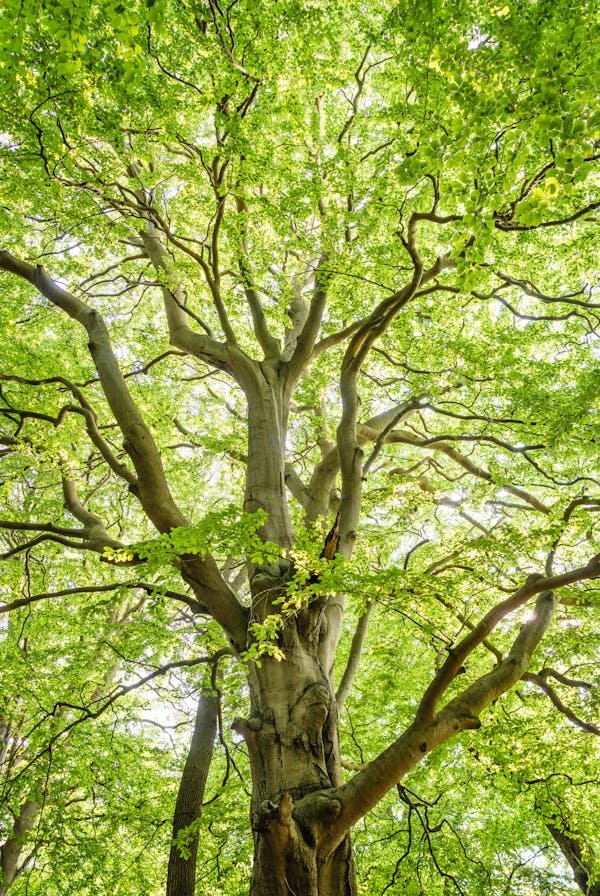 10 raisons de choisir un arbre comme cadeau éco-responsable